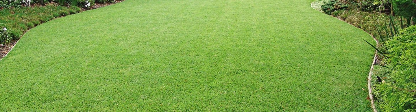 Large Empire Zoysia Lawn Leading up to Backyard Gate