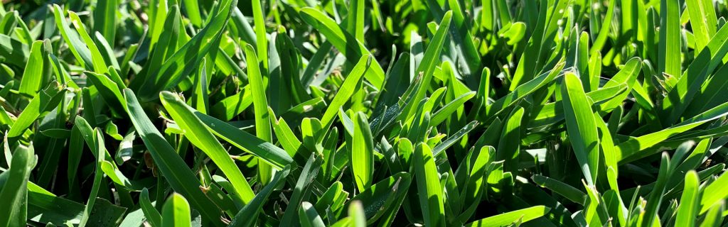 Hamilton Plains Turf