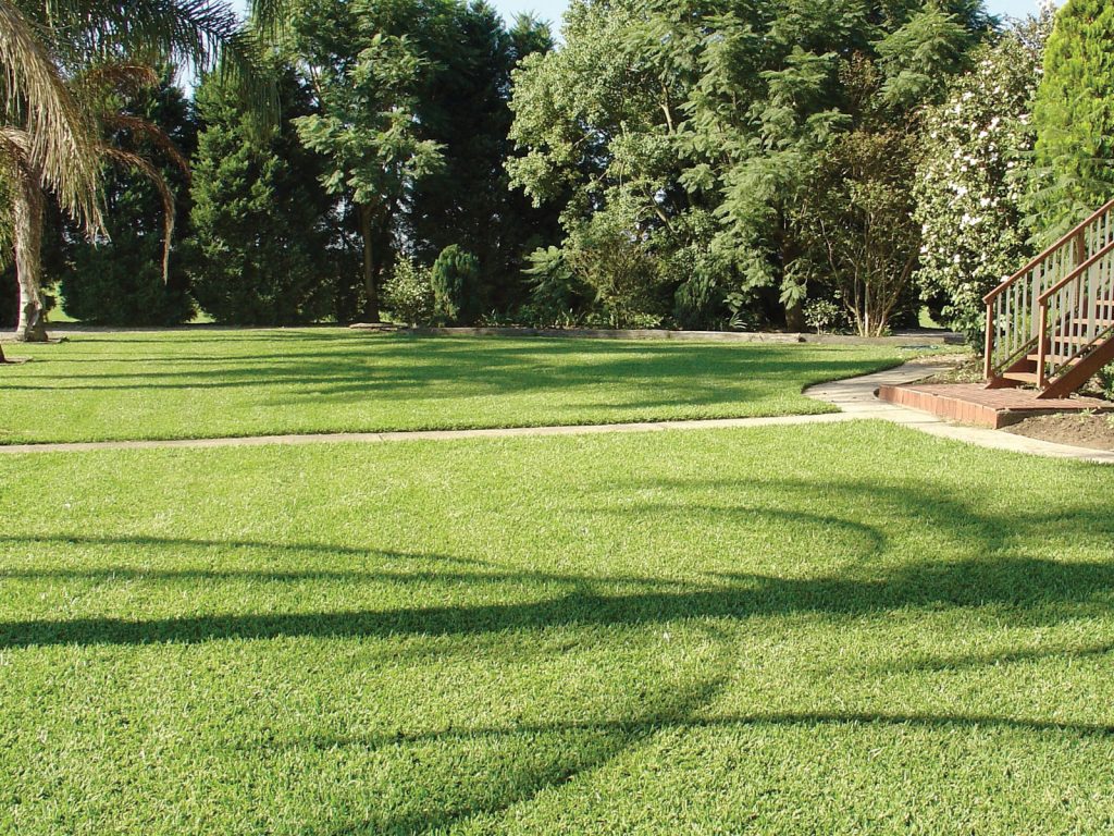 Buffalo Turf Backyard