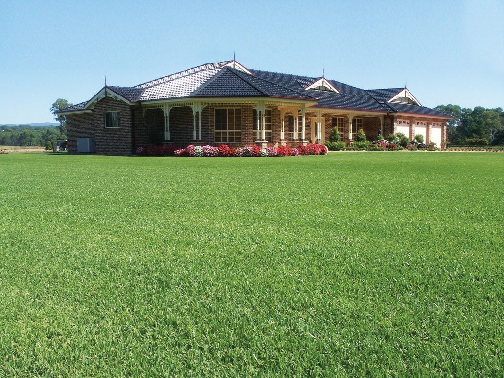 Buffalo Lawn frontyard