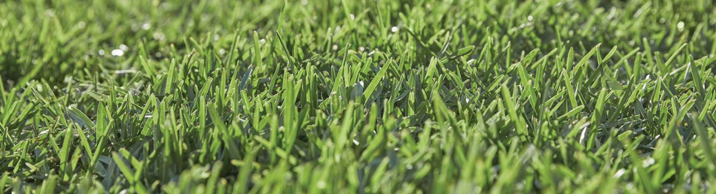 Close Up Shot of Sapphire Buffalo Grass