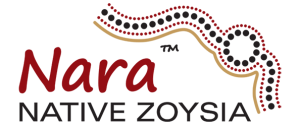 Nara Native Zoysia