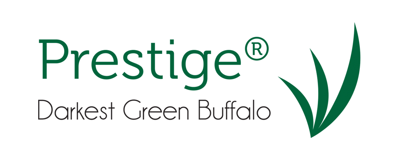 Prestige - Darkest Green Buffalo