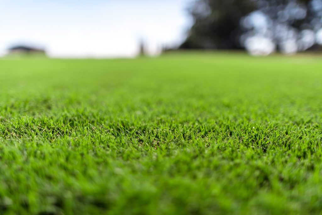 Couch Turf Types - Ideal for Brisbane QLD Conditions