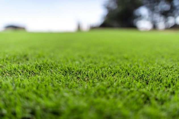 green couch turf