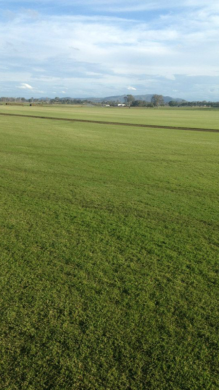 Allenview Turf