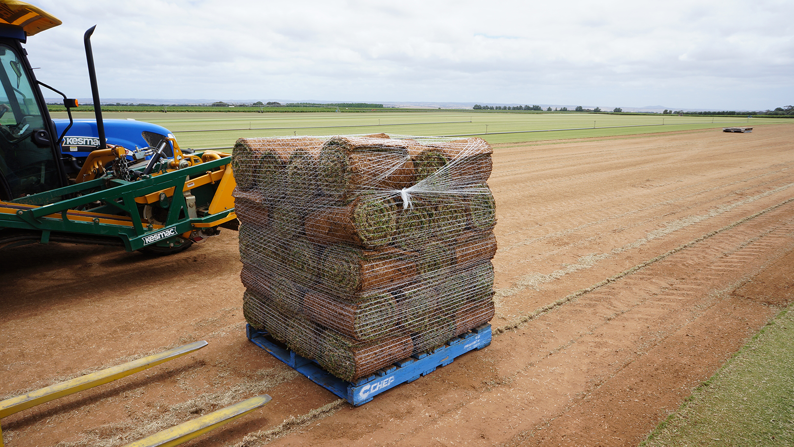 Bormann Turf