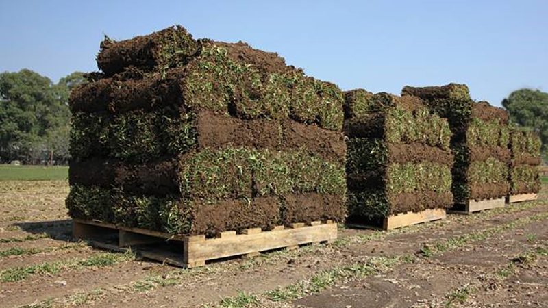 Green Ridge Turf