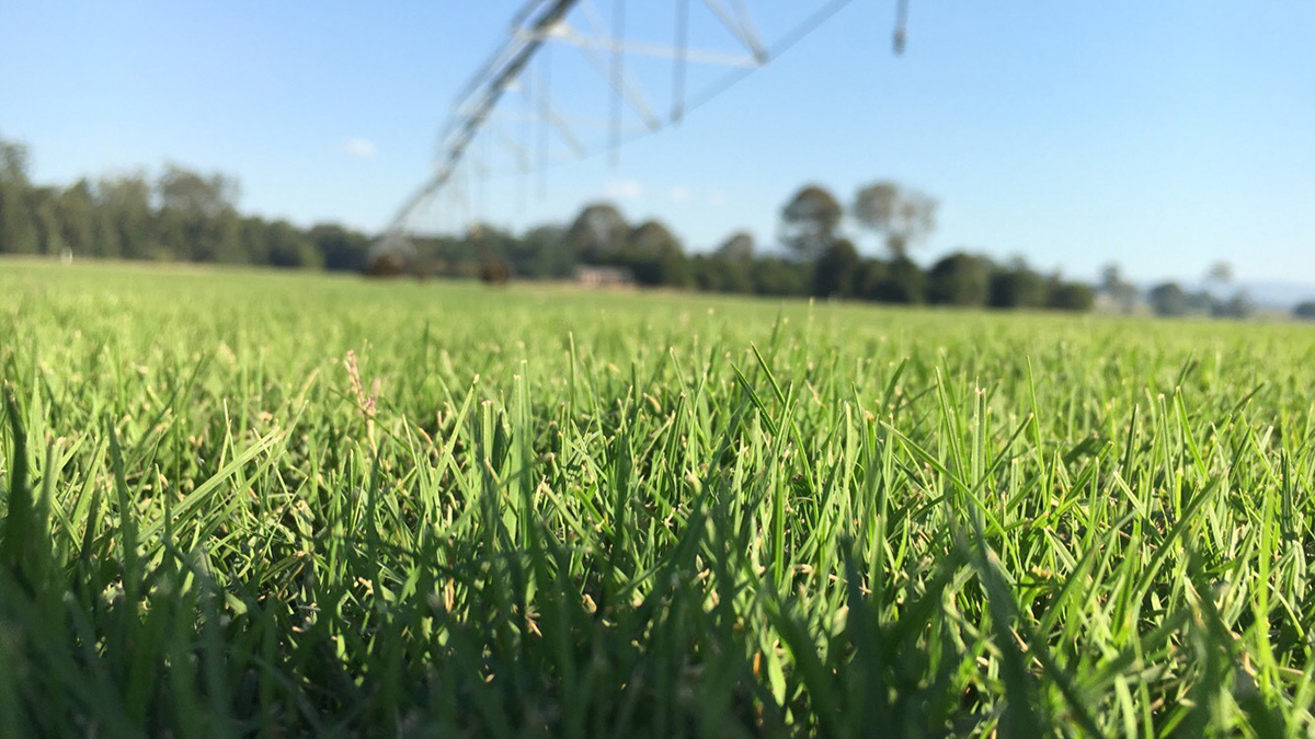 Hanceys Turf