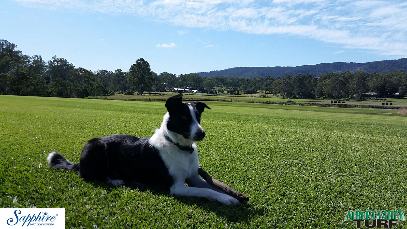 Albert Valley Turf