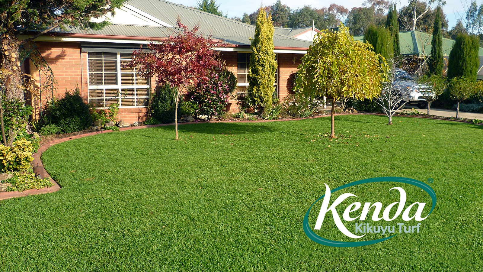 Kenda Kikuyu - Drought Tolerant Lawn Variety