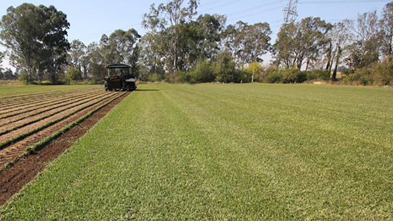 Green Ridge Turf