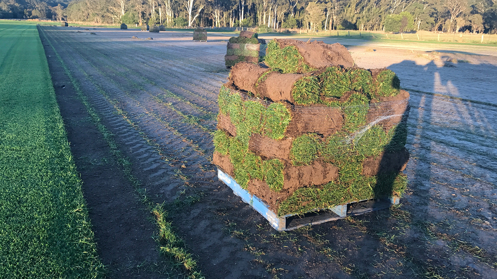 Mardi Park Turf