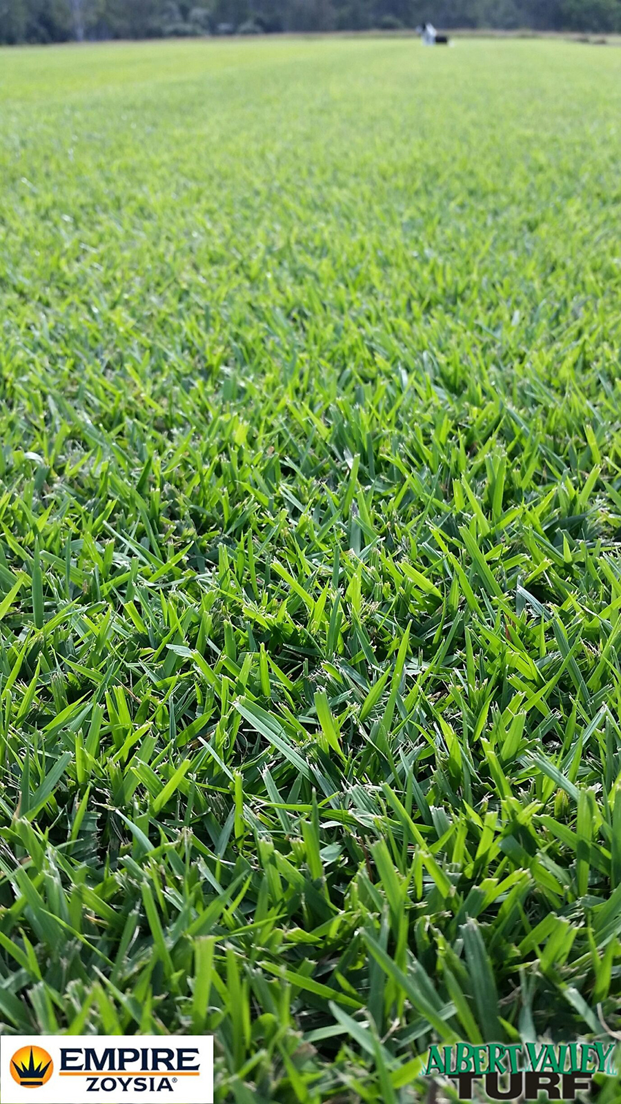 Albert Valley Turf