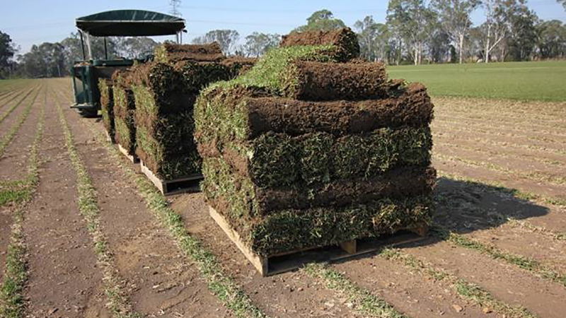 Green Ridge Turf
