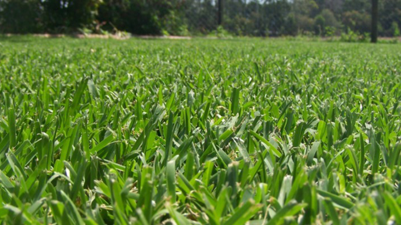 Wild Horse Turf