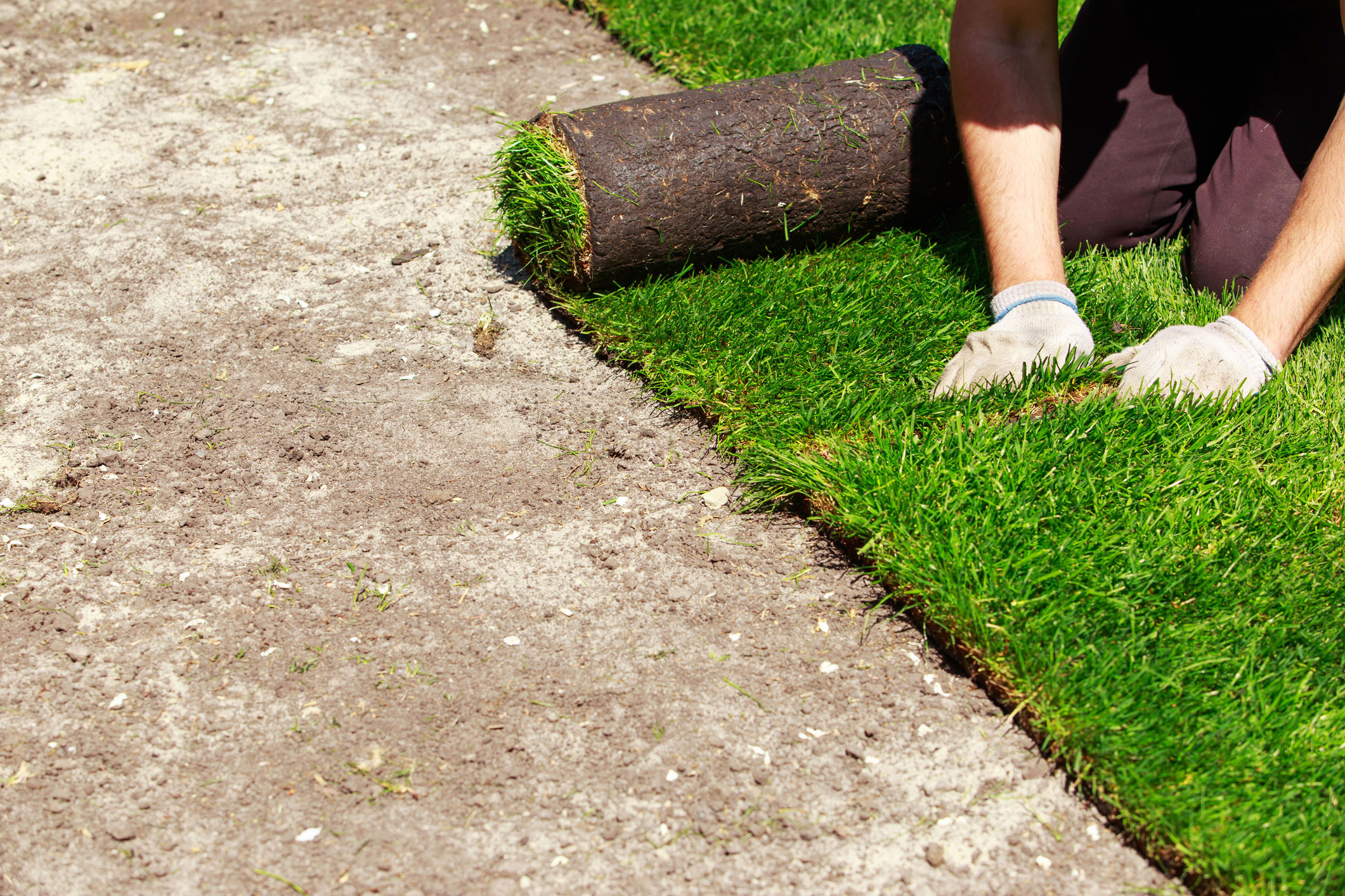 Professional laying turf.