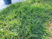 Crabgrass Outbreak