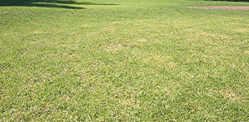 yellowing lawn