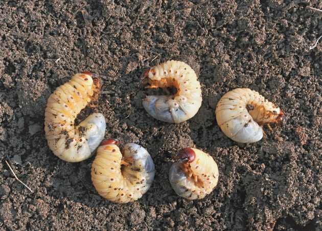 white worm lawn grubs