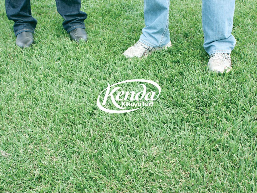 Kenda Kikuyu Turf - Perfect for Dogs & Pets