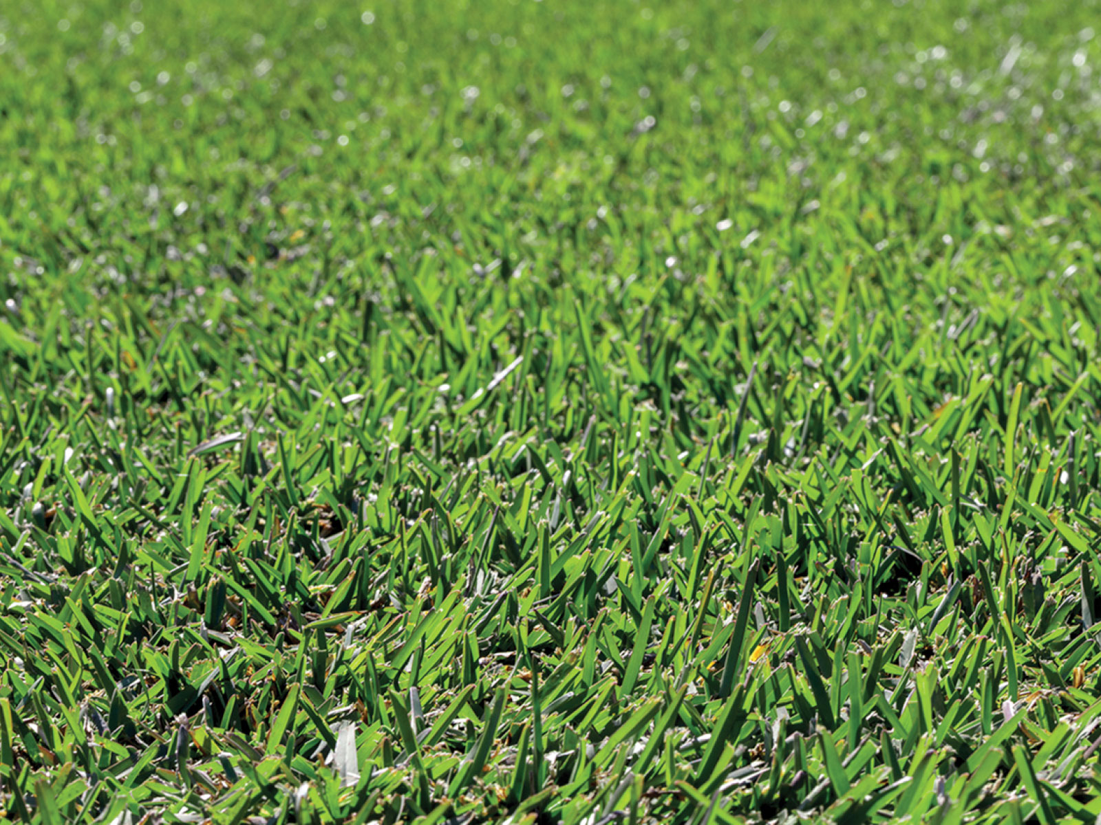 Can I Grow Buffalo Grass from Seed