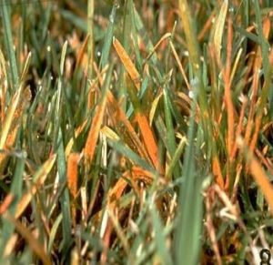 lawn rust disease on grass