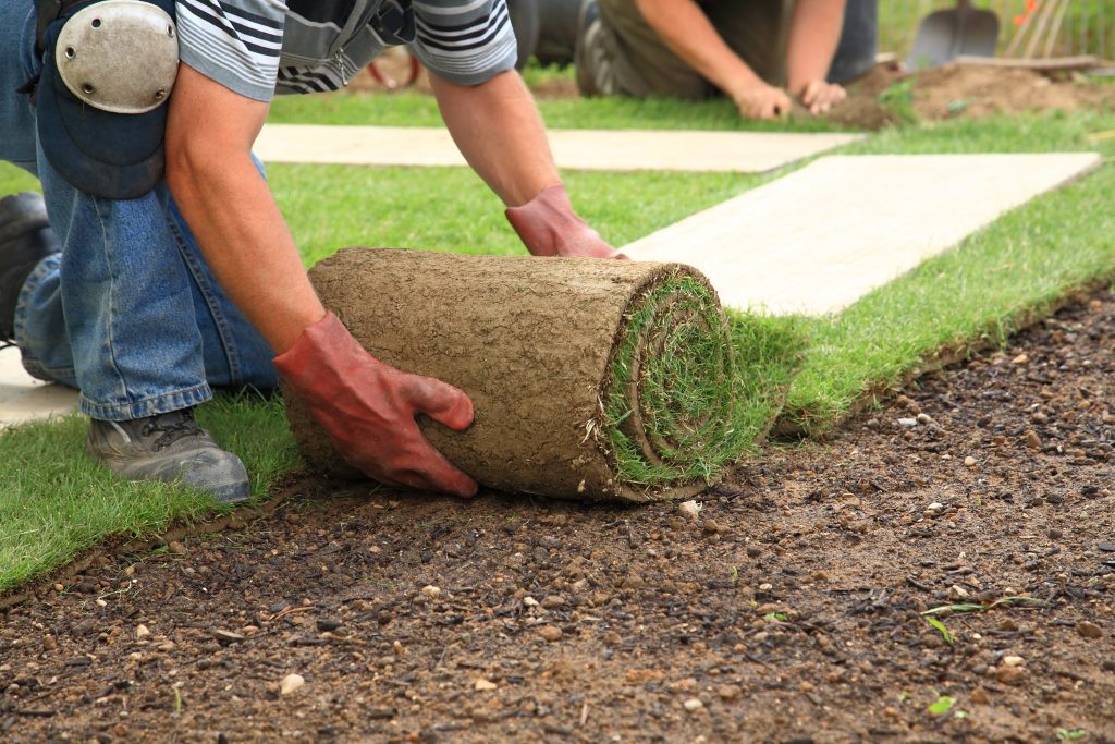 Turf Supplier Laying New Lawn