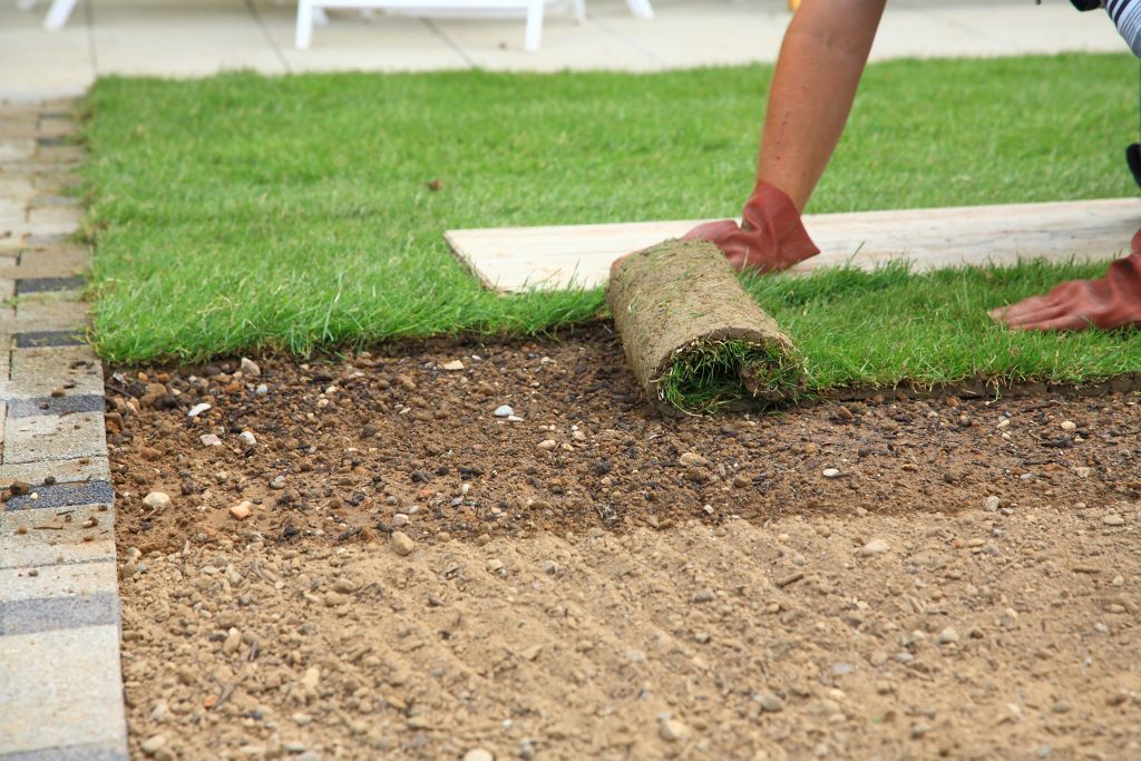 Landscaper Installing Fresh Turf into Backyard Lawn