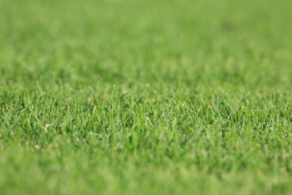 OzTuff Couch Grass Layed in Backyard