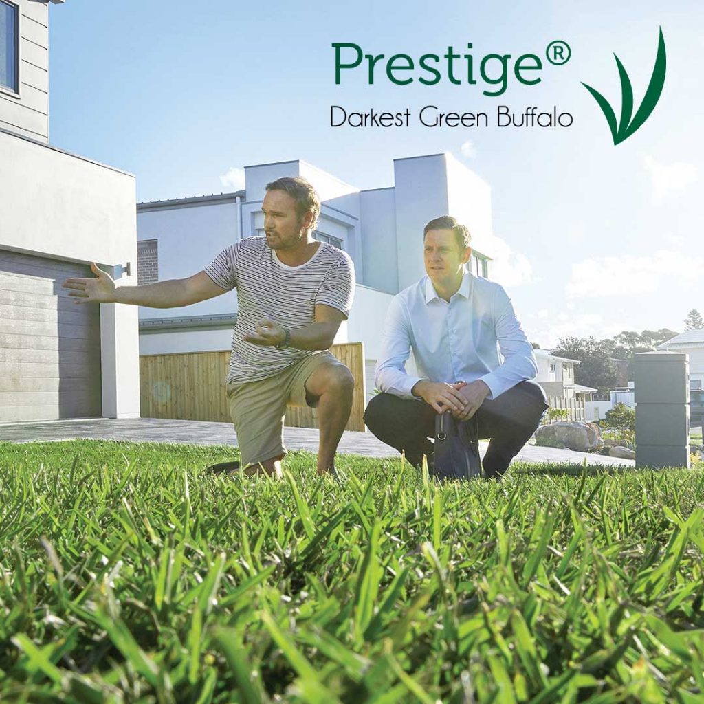 Prestige Buffalo Lawns - Perfect for Sydney's Climate