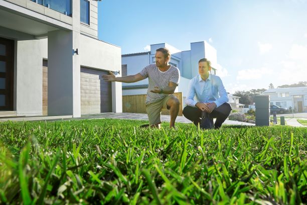 Two Neighbors Admiring Lush Buffalo Lawn