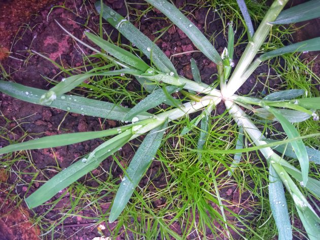 Crowsfoot Grass