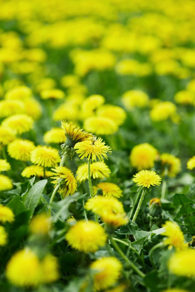 Dandelion Weed