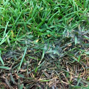 pythium on lawn