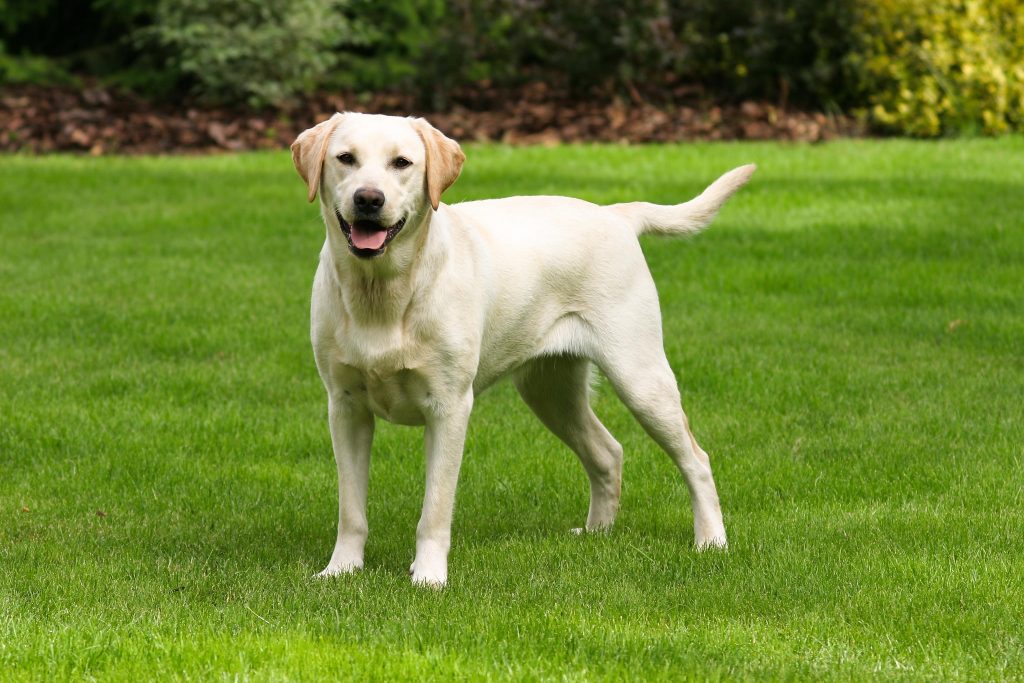 Dog on Lawn