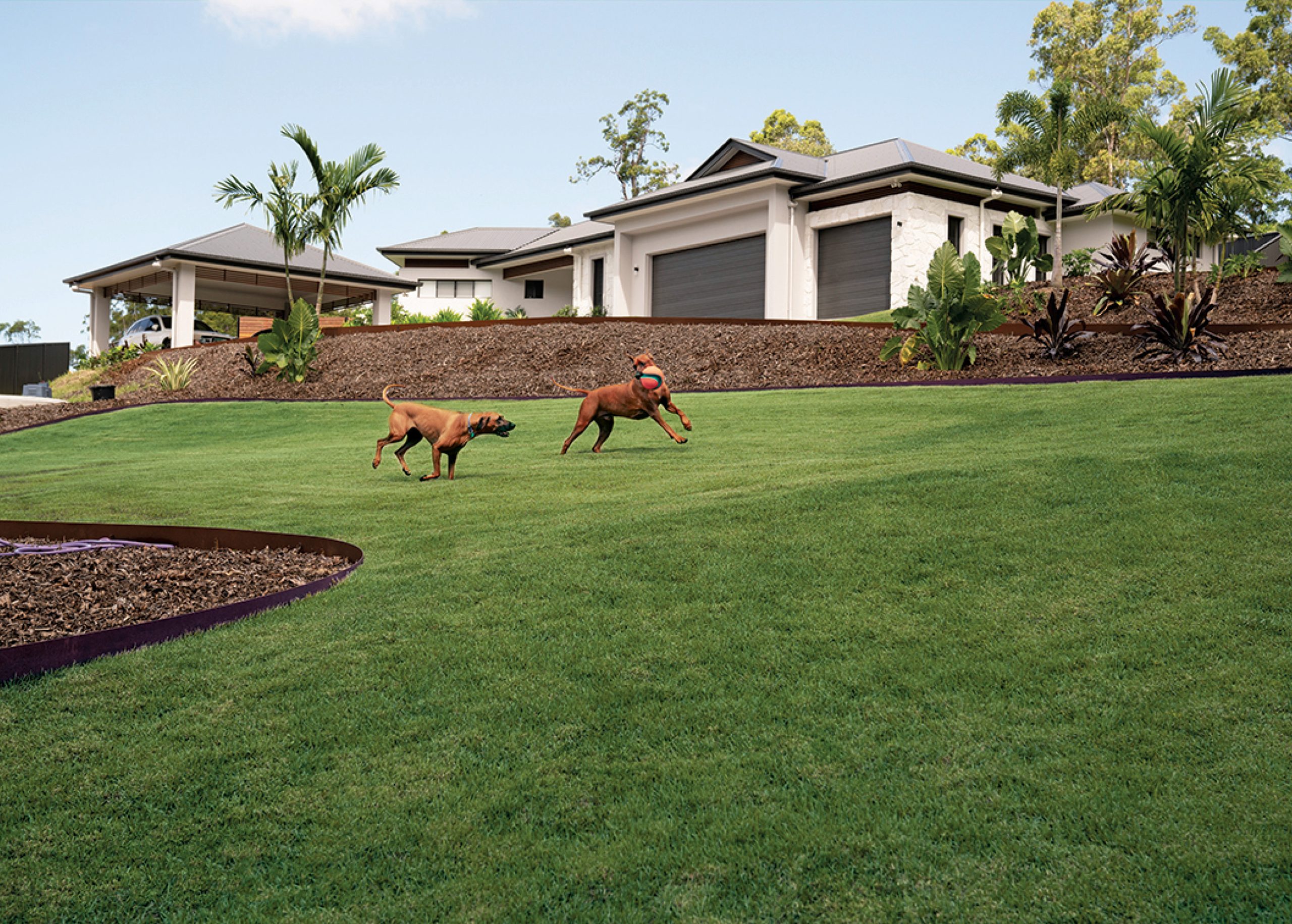 Nara Native Zoysia dogs and lawns