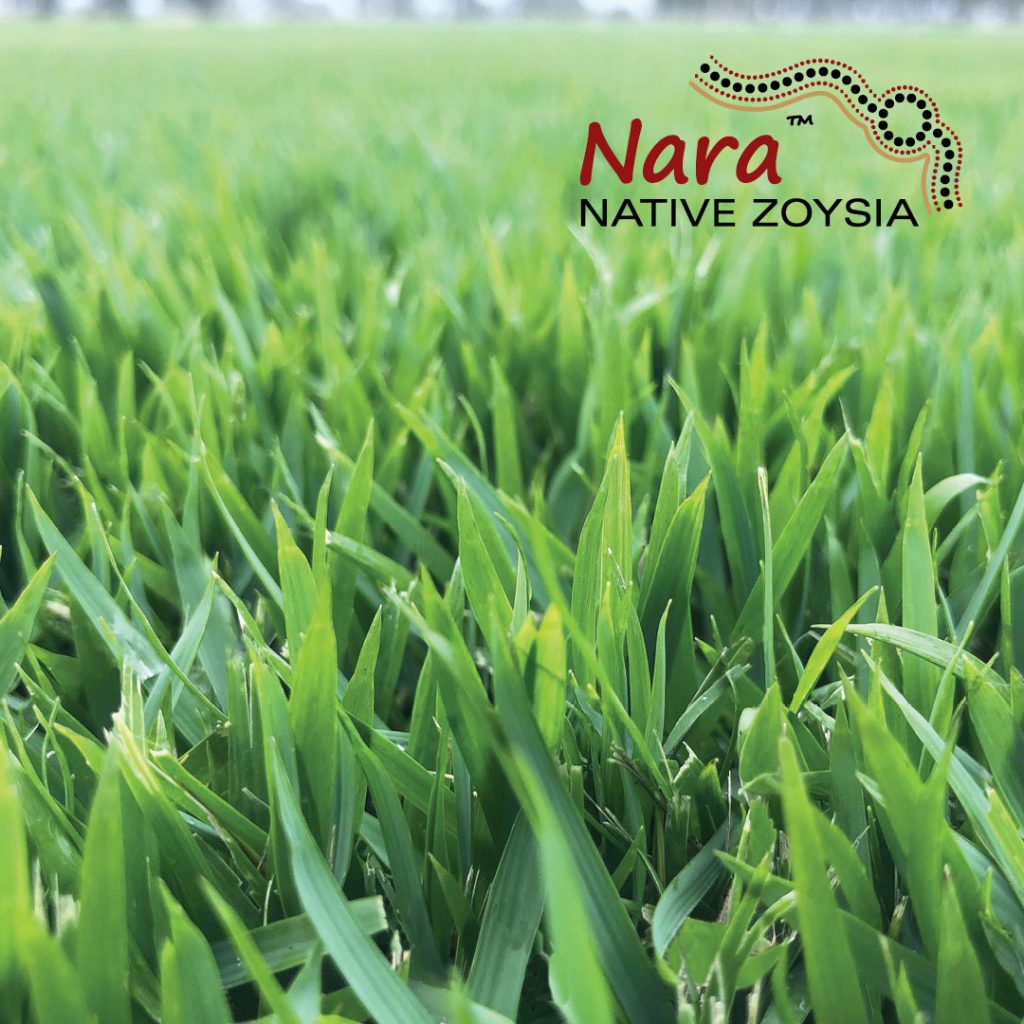 Nara Zoysia Turf Melbourne VIC