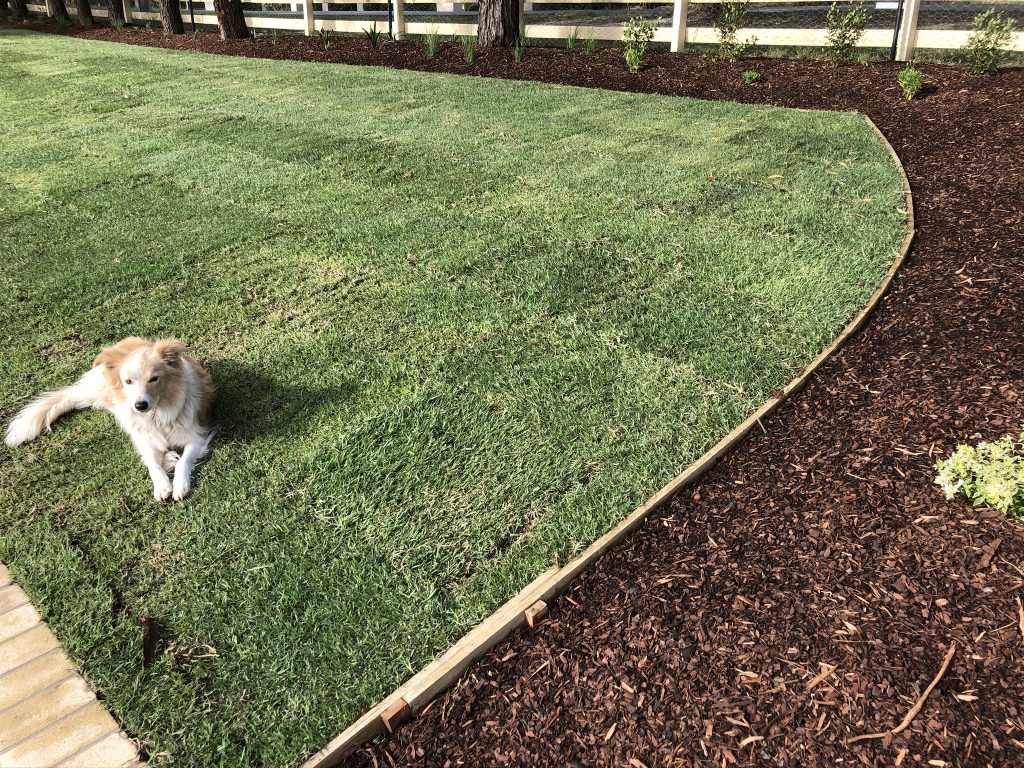 Kikuyu Turf Types - Perfect for Melbourne Climate