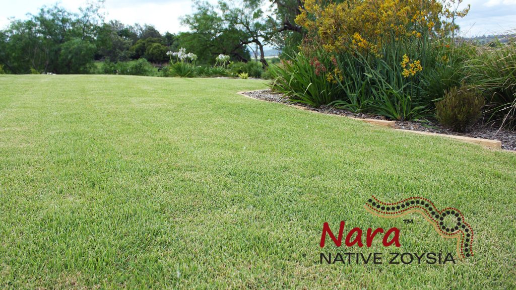 Nara Zoysia Lawn in Sydney NSW