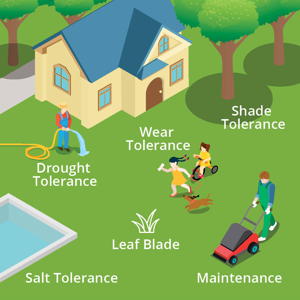 Info graphic Displaying Features Needed in a Turf