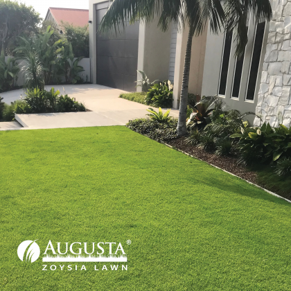 Augusta Zoysia Lawn