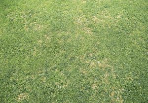 anthracnose lawn disease