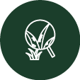 lawn disease Icon