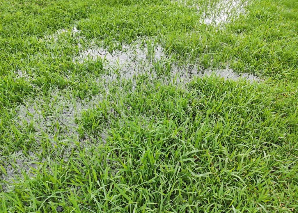 water pooling on lawn. 