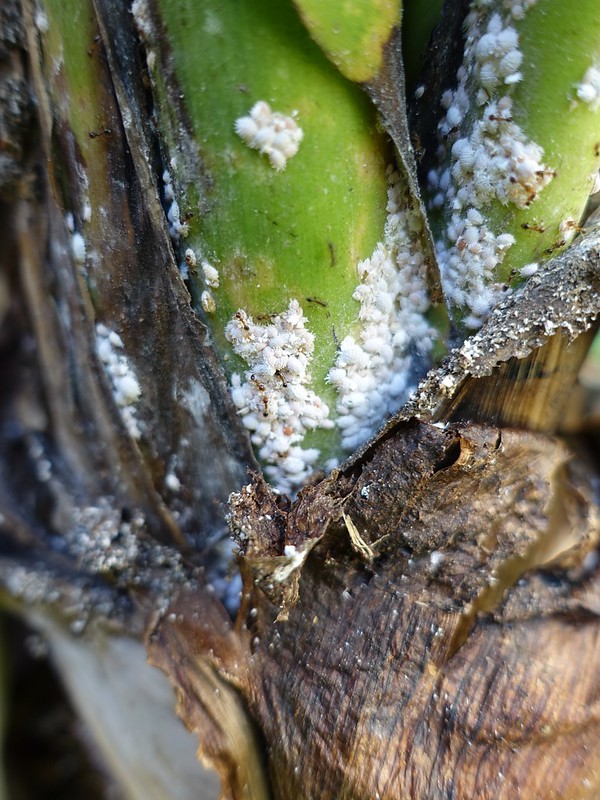 mealybugs on a banana plant.